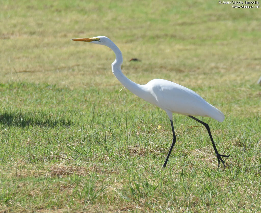 Great Egretadult