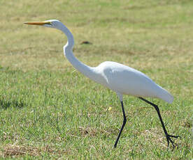 Grande Aigrette