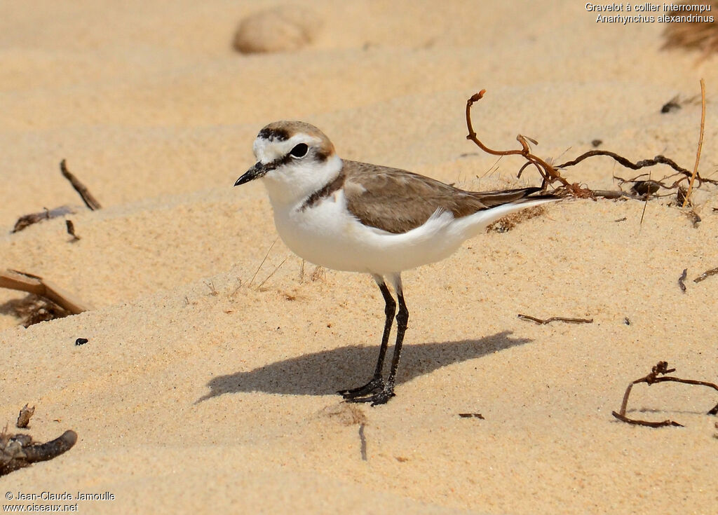 Kentish Ploveradult breeding