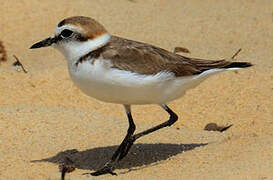 Kentish Plover