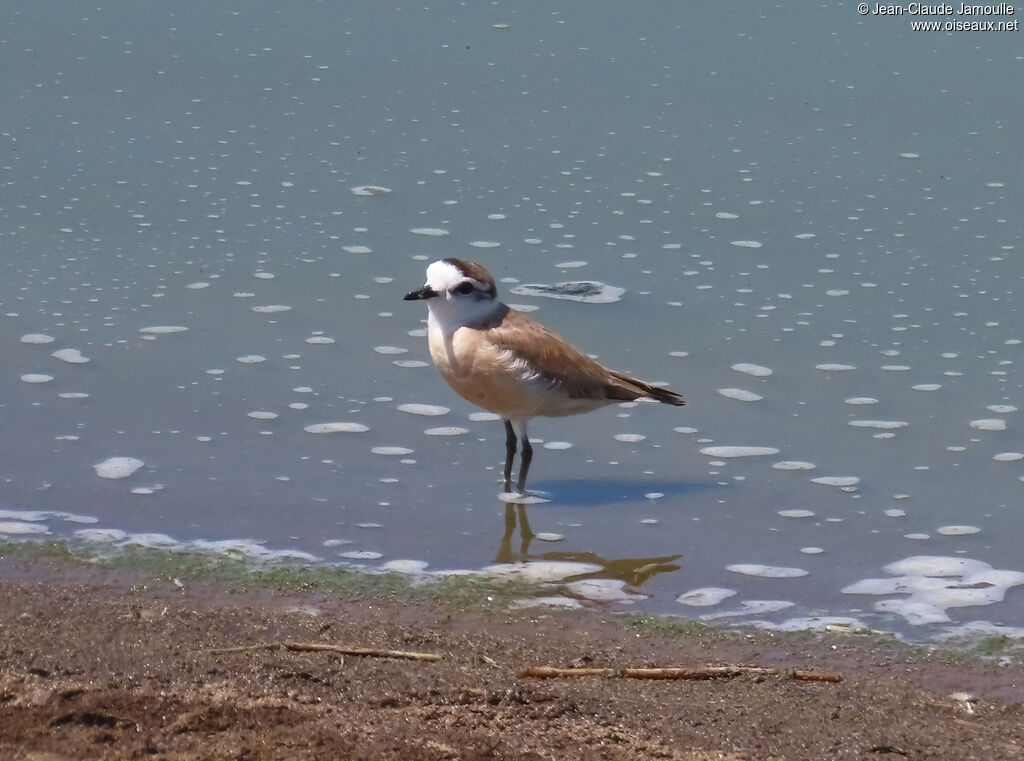 White-fronted Plover