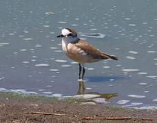 White-fronted Plover