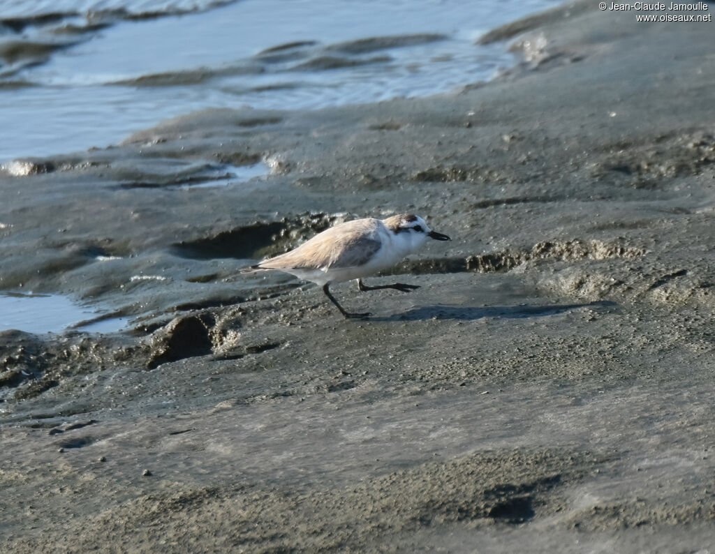 White-fronted Plover