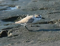 White-fronted Plover