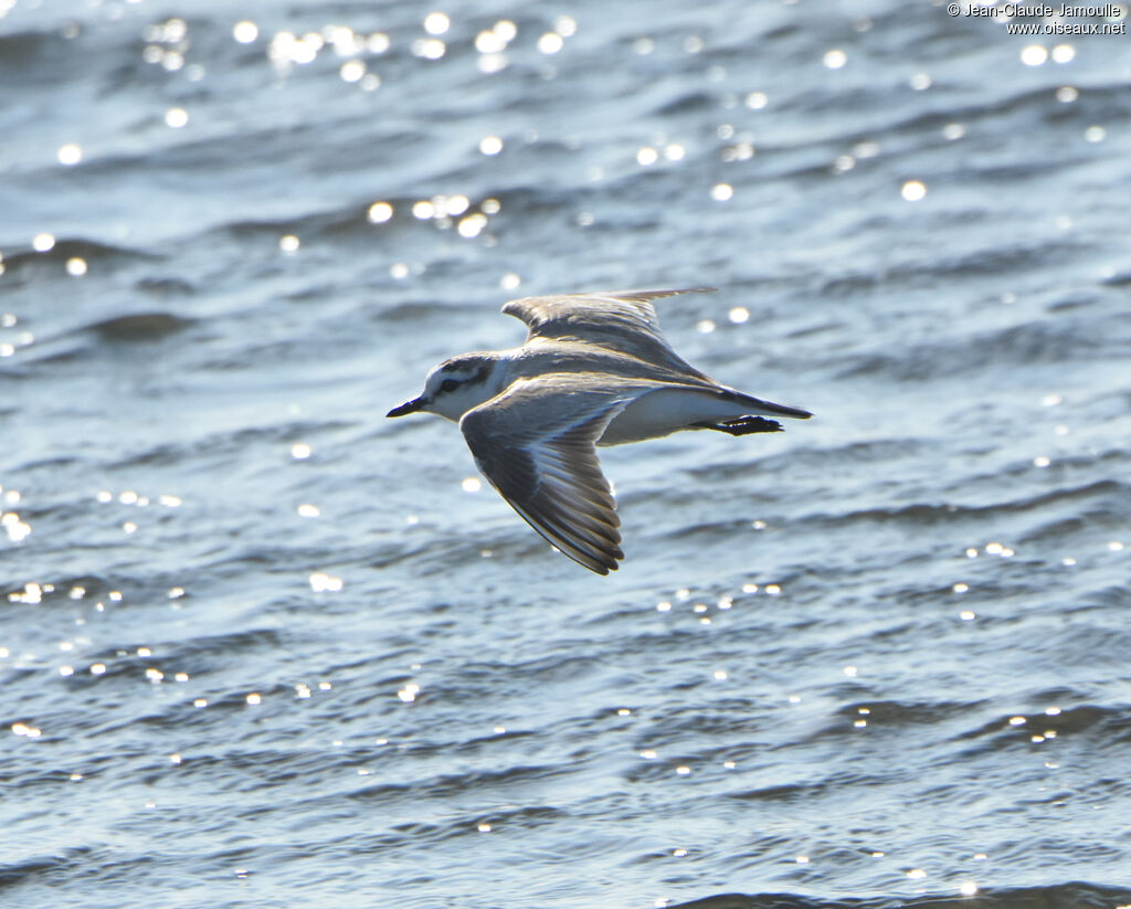 White-fronted Plover