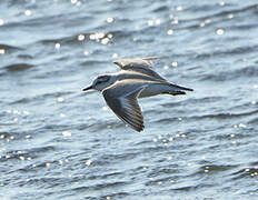 White-fronted Plover