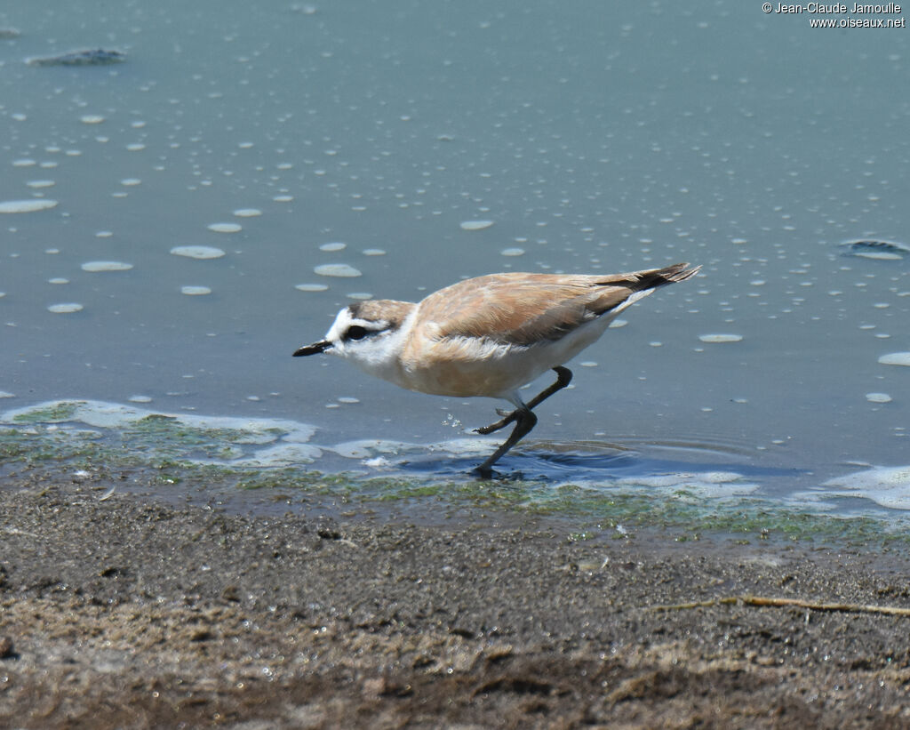 White-fronted Plover