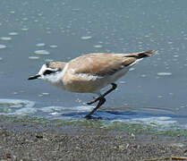 White-fronted Plover