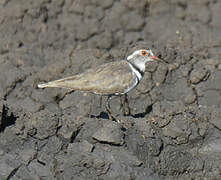 Three-banded Plover