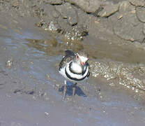 Three-banded Plover