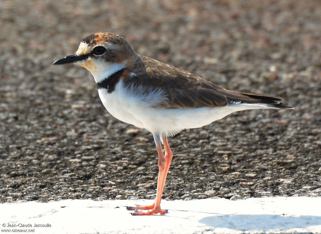 Collared Plover male