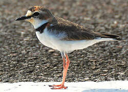 Collared Plover