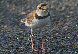 Collared Plover