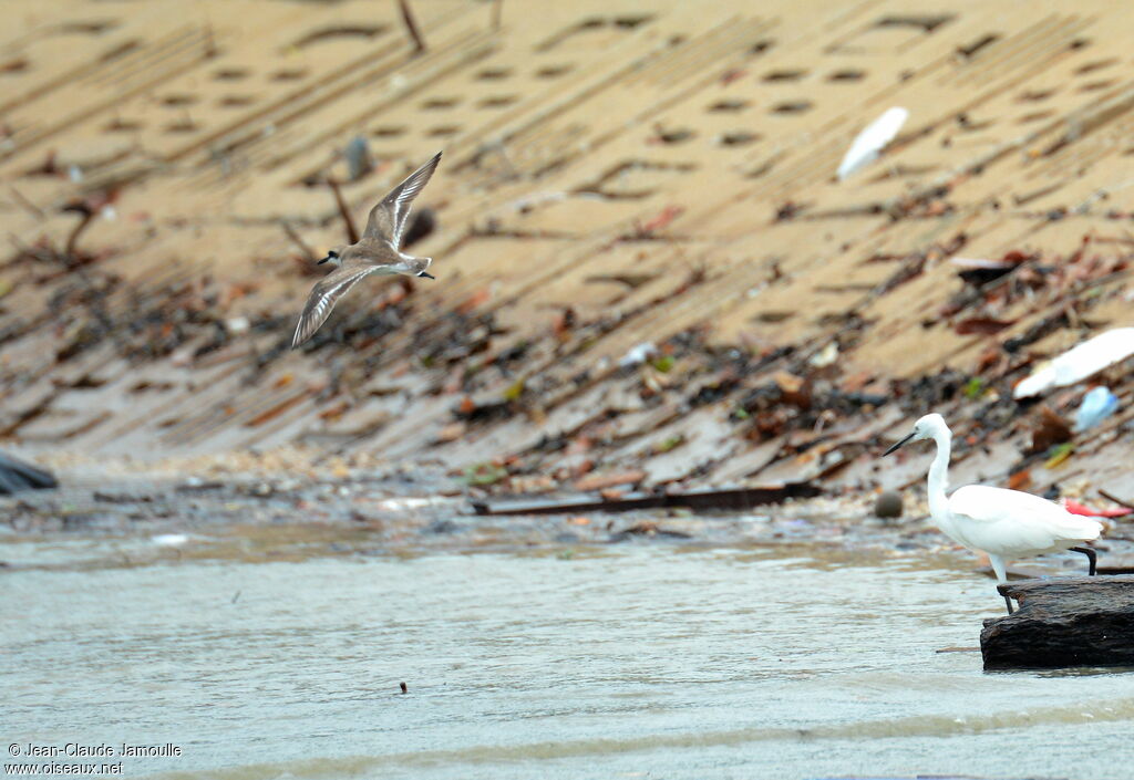 Greater Sand Plover, Flight