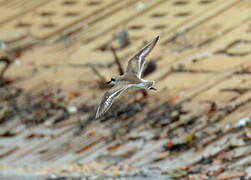 Greater Sand Plover