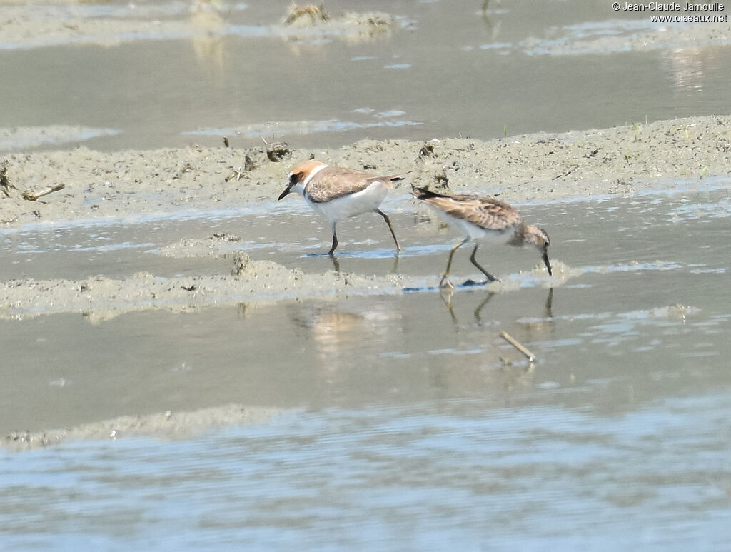 Malaysian Plover