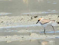 Malaysian Plover