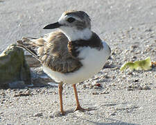 Wilson's Plover