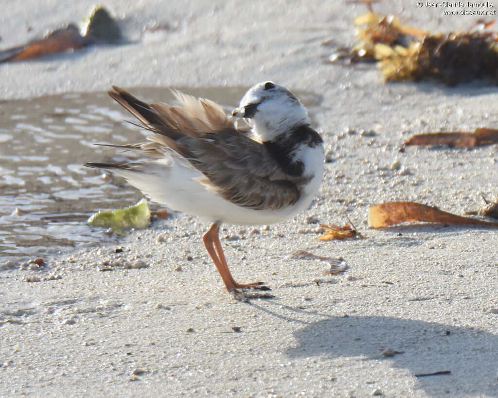 Wilson's Plover