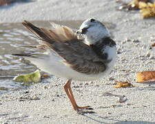 Wilson's Plover