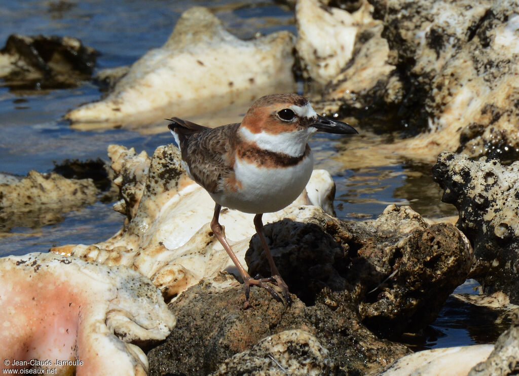 Wilson's Plover