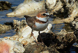 Wilson's Plover