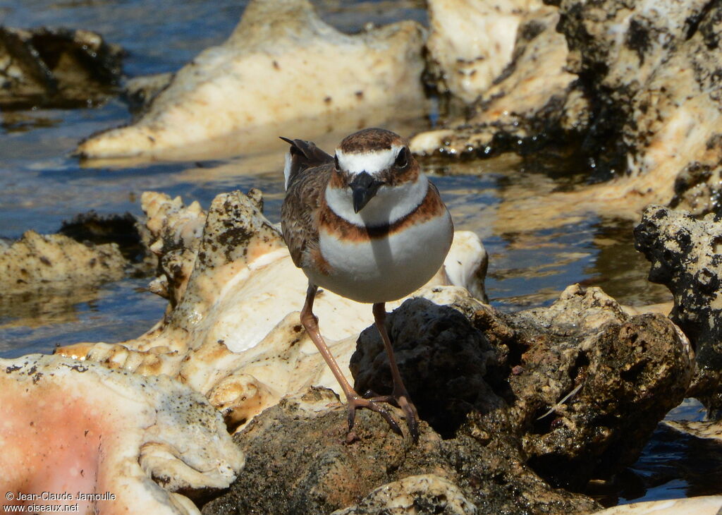 Wilson's Plover