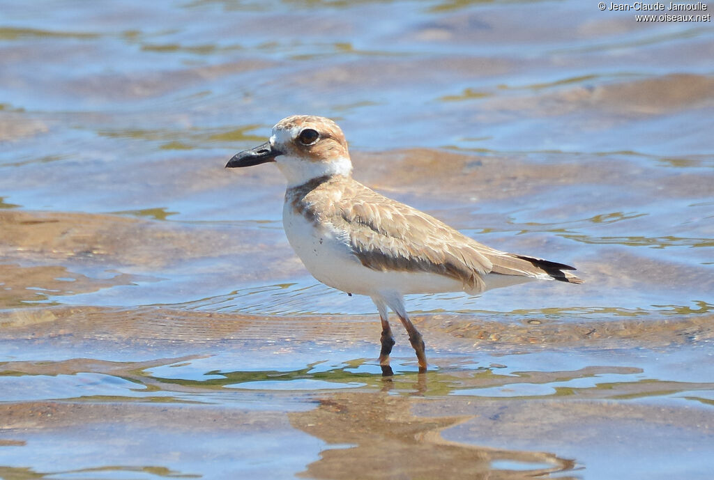 Wilson's Ploveradult, identification, aspect, walking, fishing/hunting