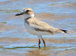 Wilson's Plover