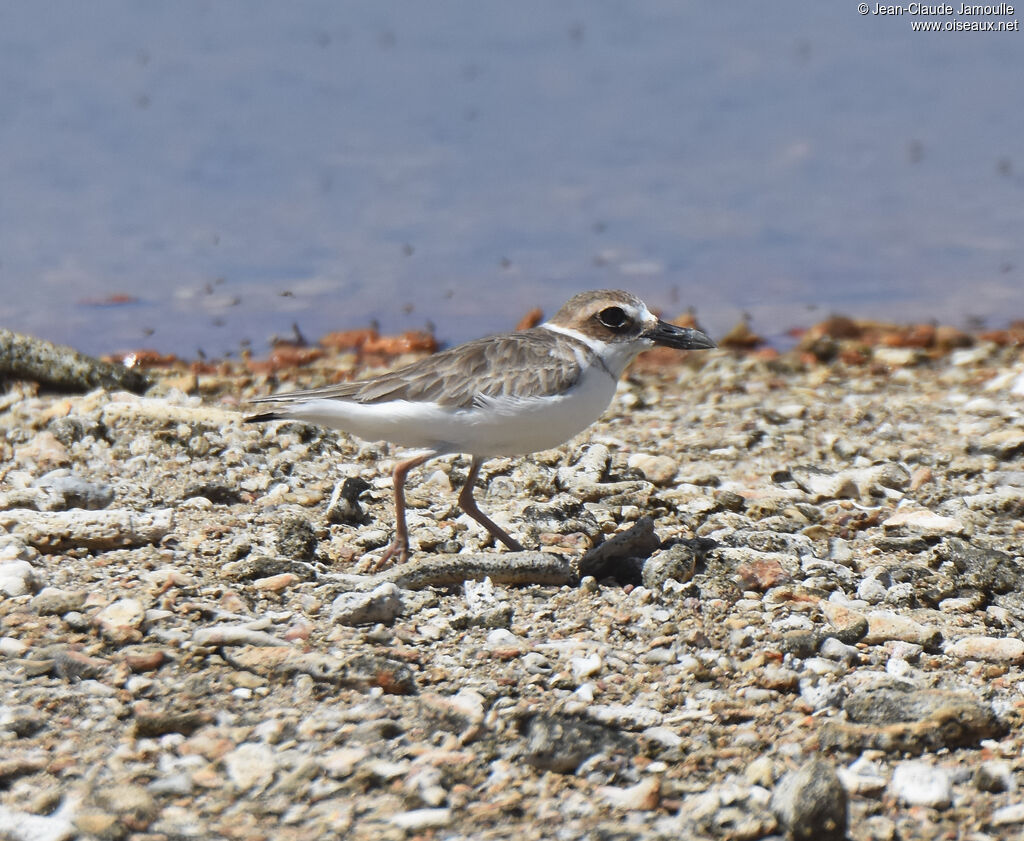 Wilson's Plover