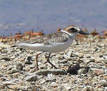 Wilson's Plover