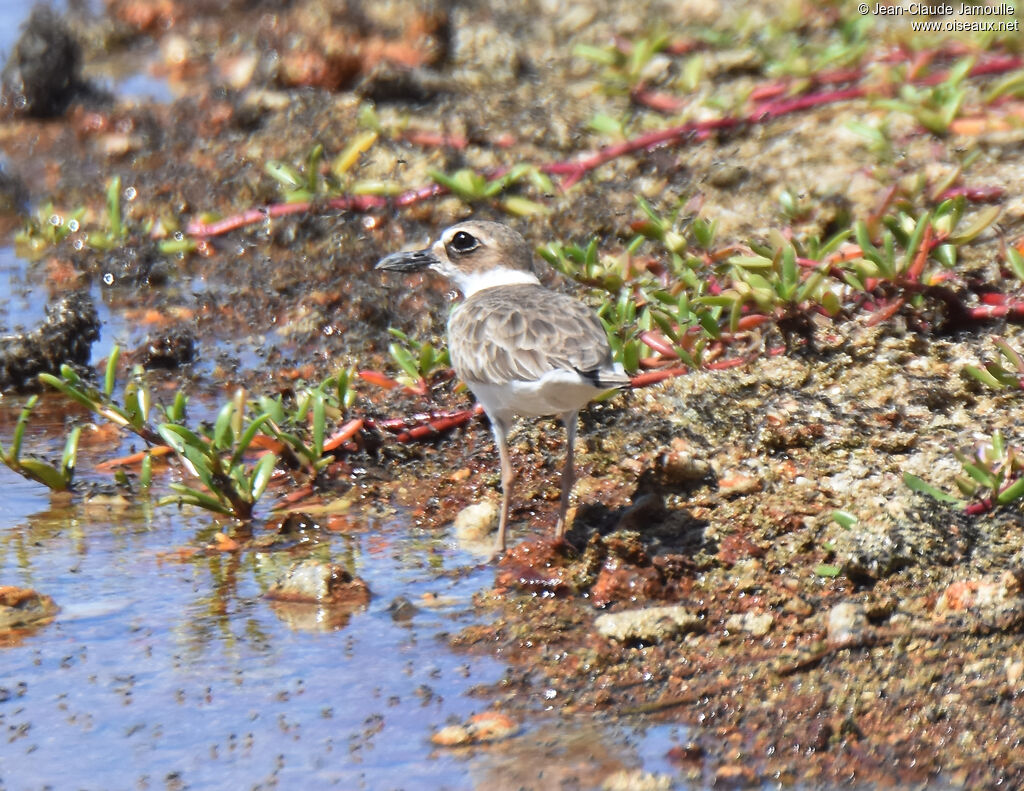 Wilson's Plover