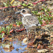 Wilson's Plover