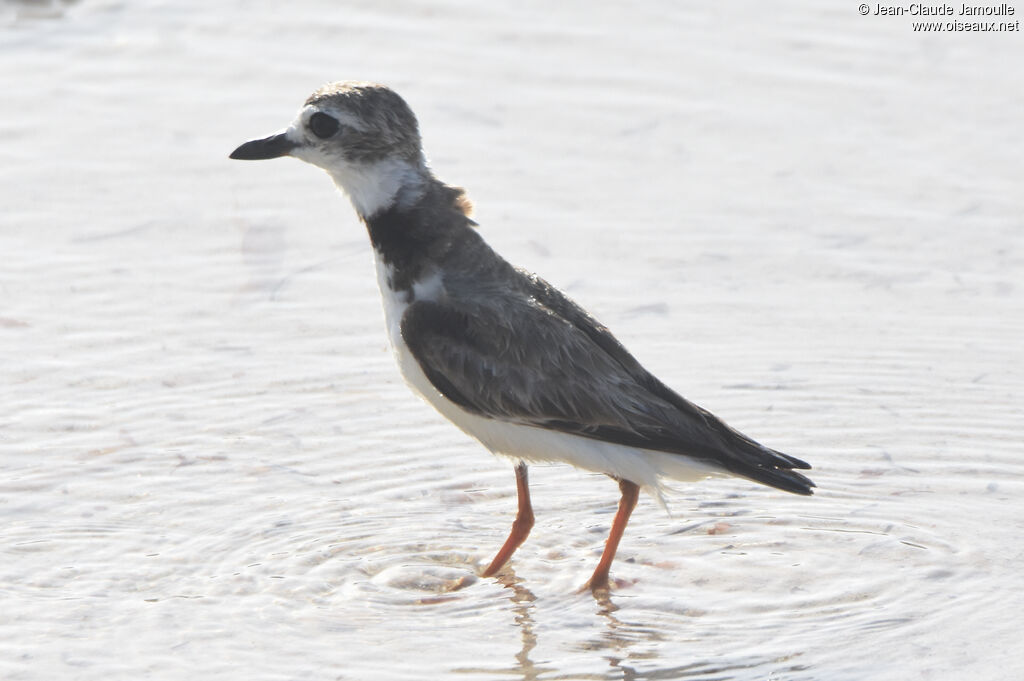 Wilson's Plover