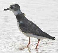 Wilson's Plover