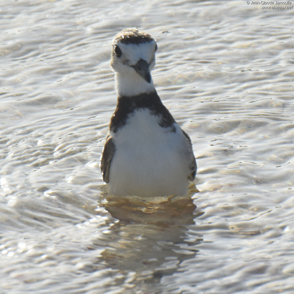 Wilson's Ploveradult, care