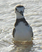 Wilson's Plover