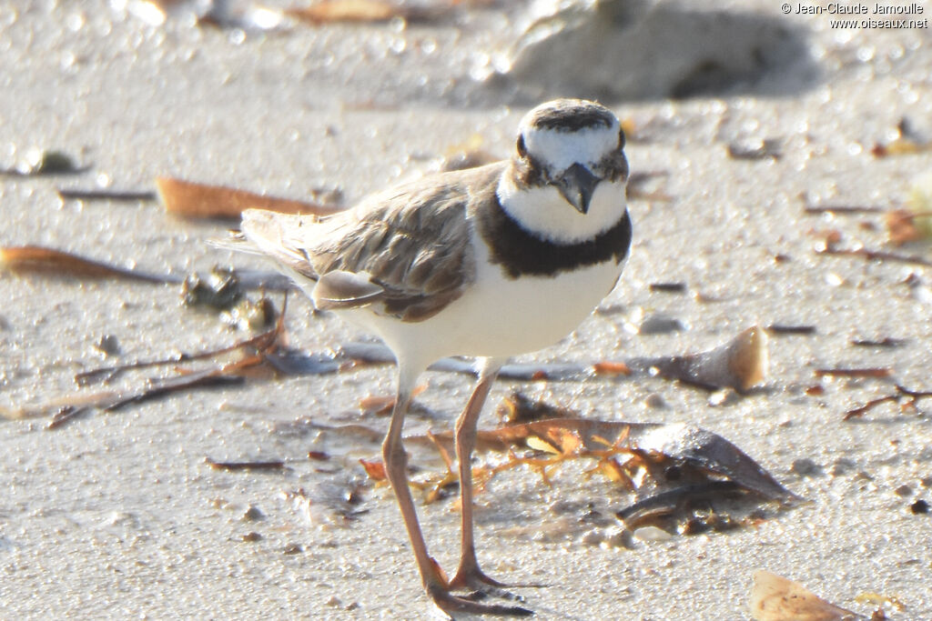 Wilson's Plover