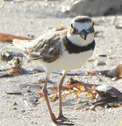 Wilson's Plover