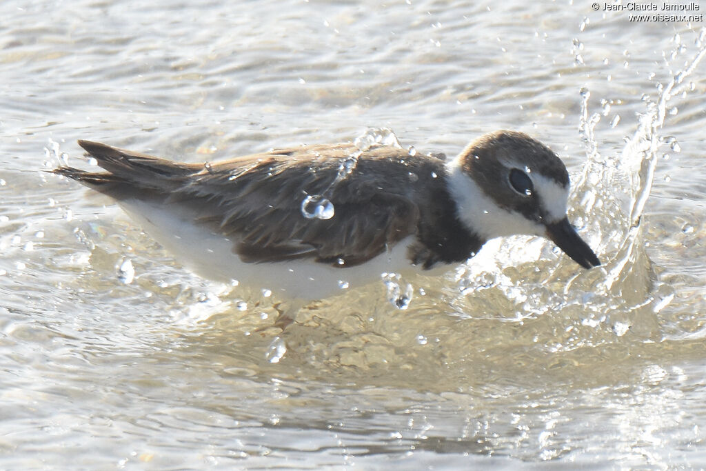 Wilson's Plover