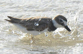 Wilson's Plover