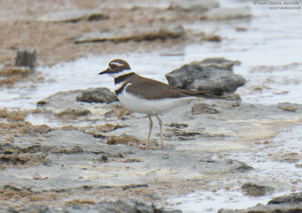 Killdeer