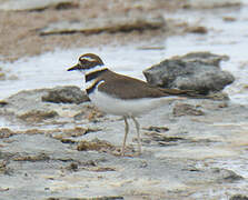 Killdeer