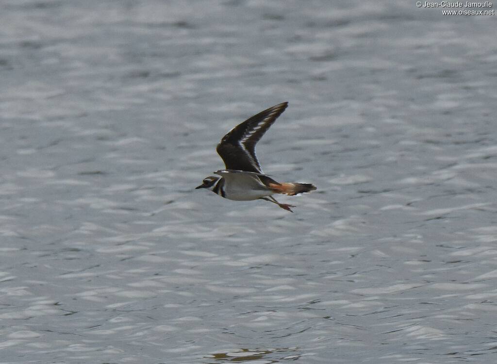 Killdeer