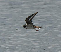 Killdeer