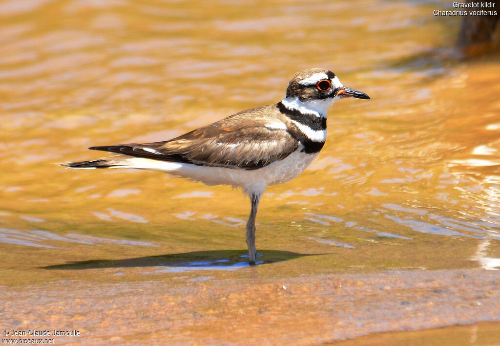 Killdeer