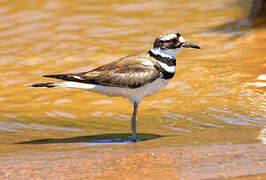 Killdeer