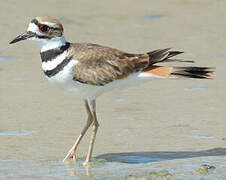 Killdeer