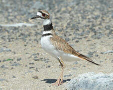 Killdeer