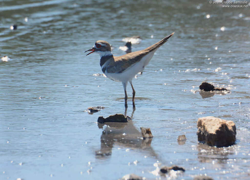 Killdeer